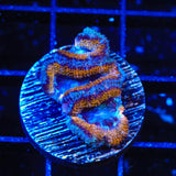 Ultra Acan Coral