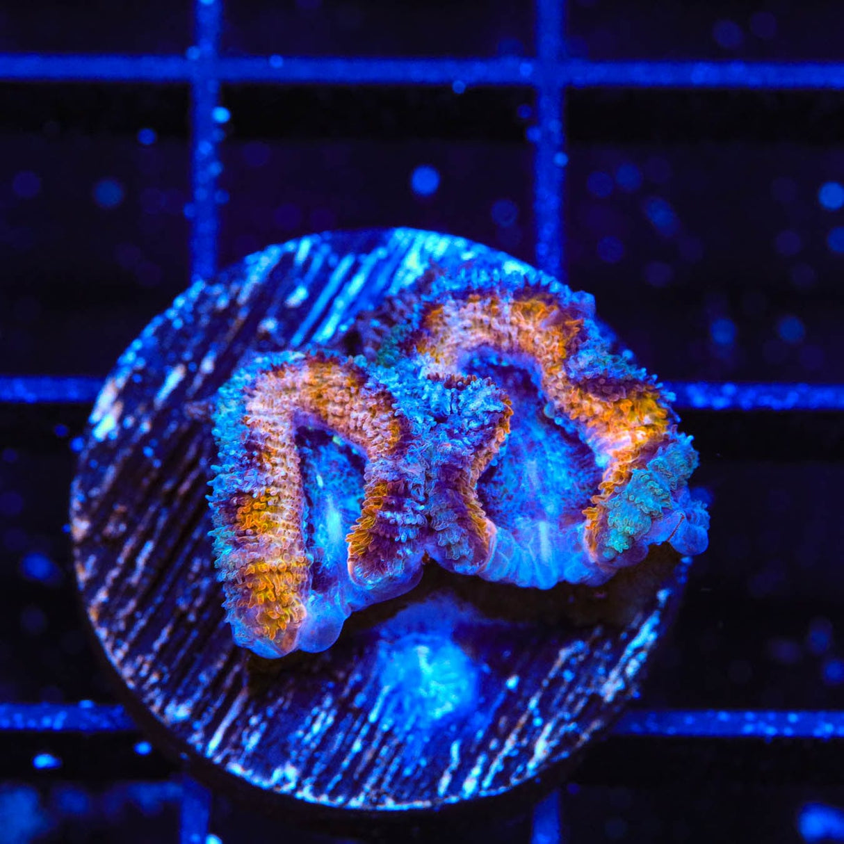 Ultra Acan Coral