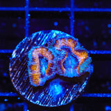 Ultra Acan Coral