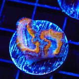 Ultra Acan Coral