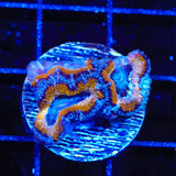 Ultra Acan Coral