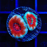 Ultra Acan Coral