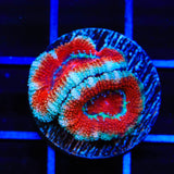 Ultra Acan Coral
