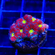 Ultra Acan Coral