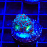Ultra Acan Coral