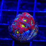 Ultra Acan Coral