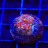 Ultra Acan Coral