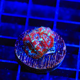 Ultra Acan Coral
