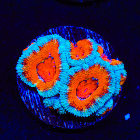 Ultra Acan Coral