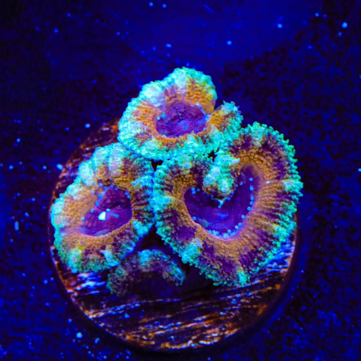 Ultra Acan Coral
