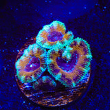Ultra Acan Coral