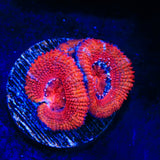 Ultra Acan Coral