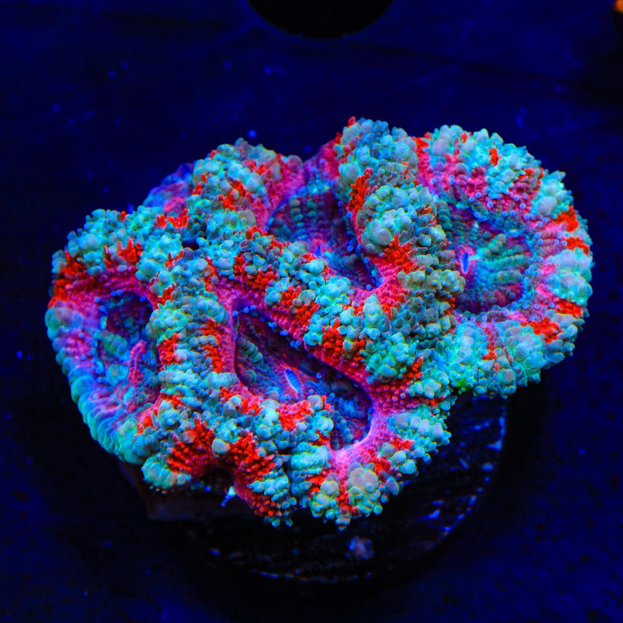 Ultra Acan Coral