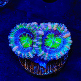 Ultra Acan Coral