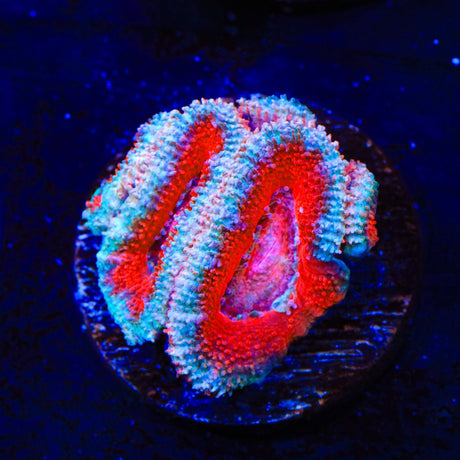 Ultra Acan Coral