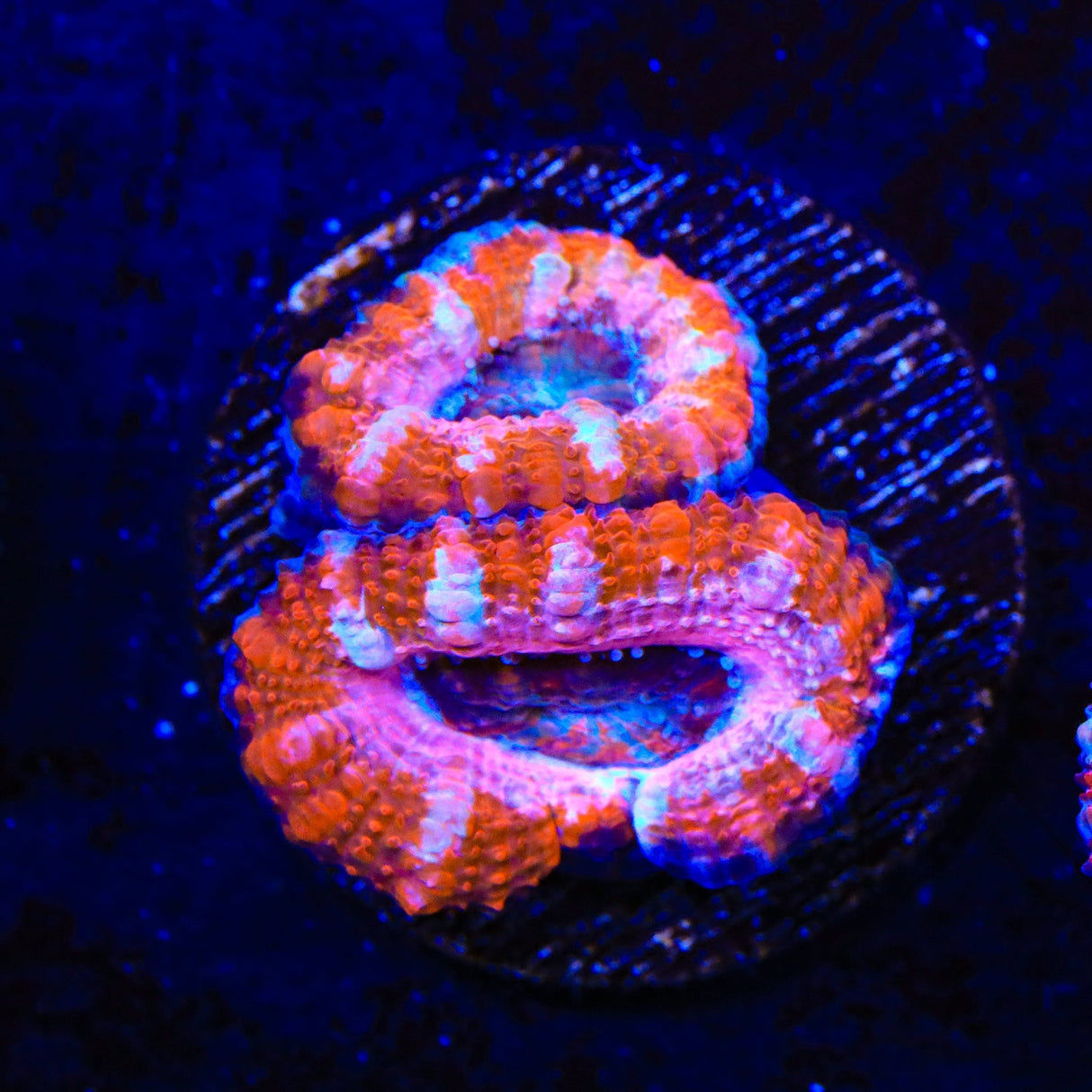 Ultra Acan Coral