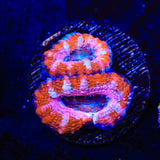 Ultra Acan Coral
