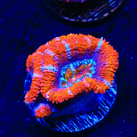 Ultra Acan Coral
