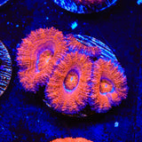 Ultra Acan Coral