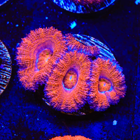 Ultra Acan Coral