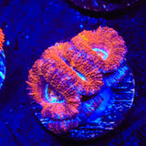 Ultra Acan Coral