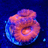 Ultra Acan Coral