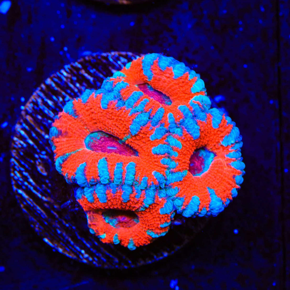 Ultra Acan Coral