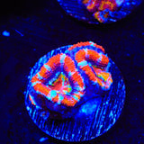 Ultra Acan Coral