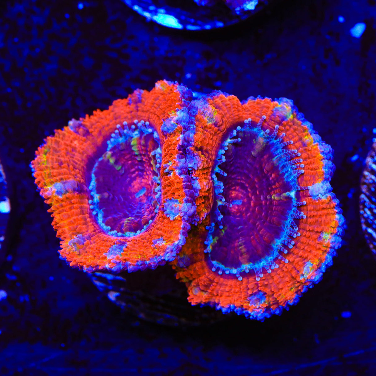 Ultra Acan Coral