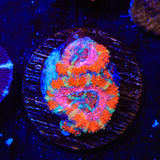 Ultra Acan Coral