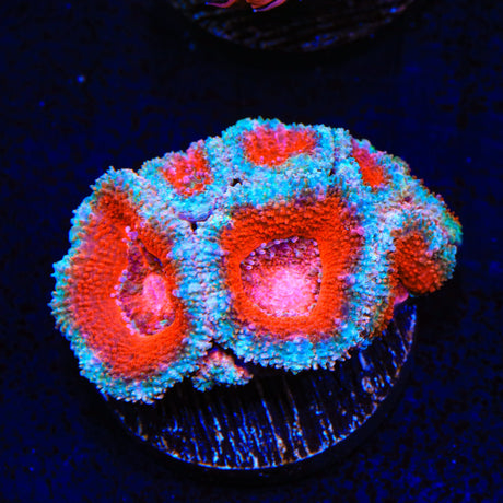 Ultra Acan Coral