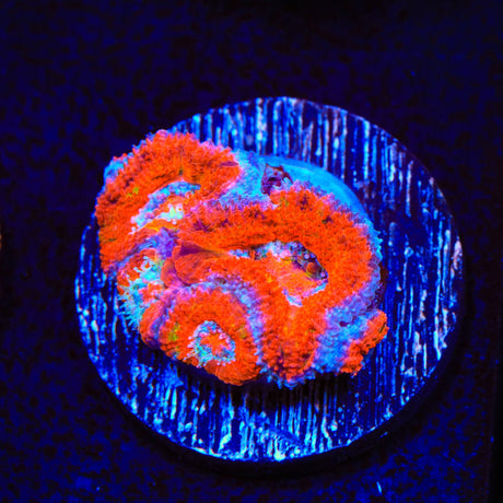 Ultra Acan Coral