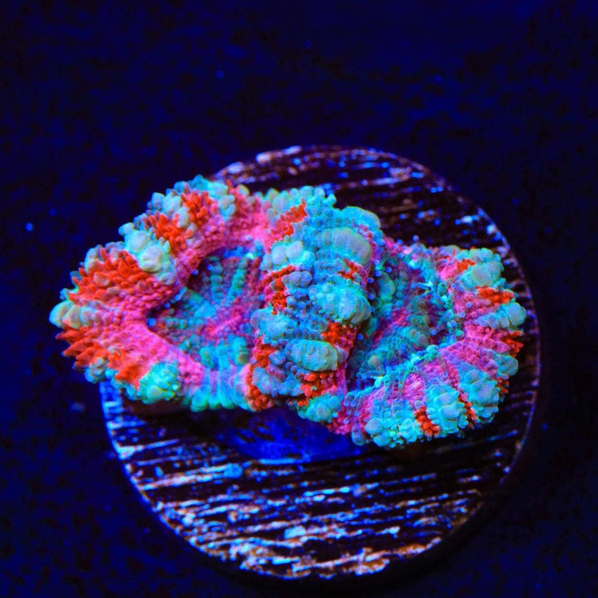 Ultra Acan Coral