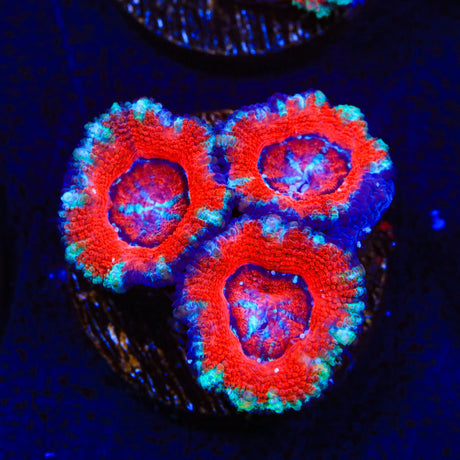 Ultra Acan Coral