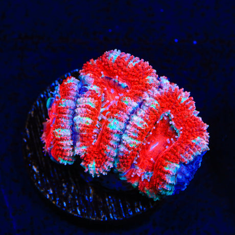 Ultra Acan Coral