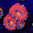 Ultra Acan Coral