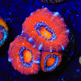 Ultra Acan Coral