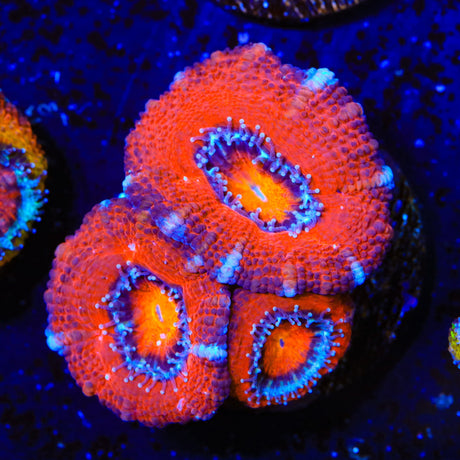 Ultra Acan Coral