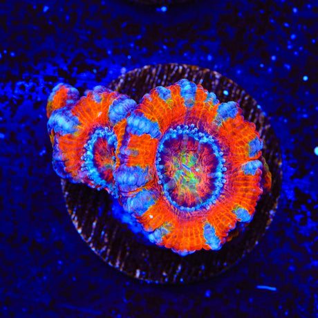 Ultra Acan Coral