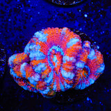 Ultra Acan Coral