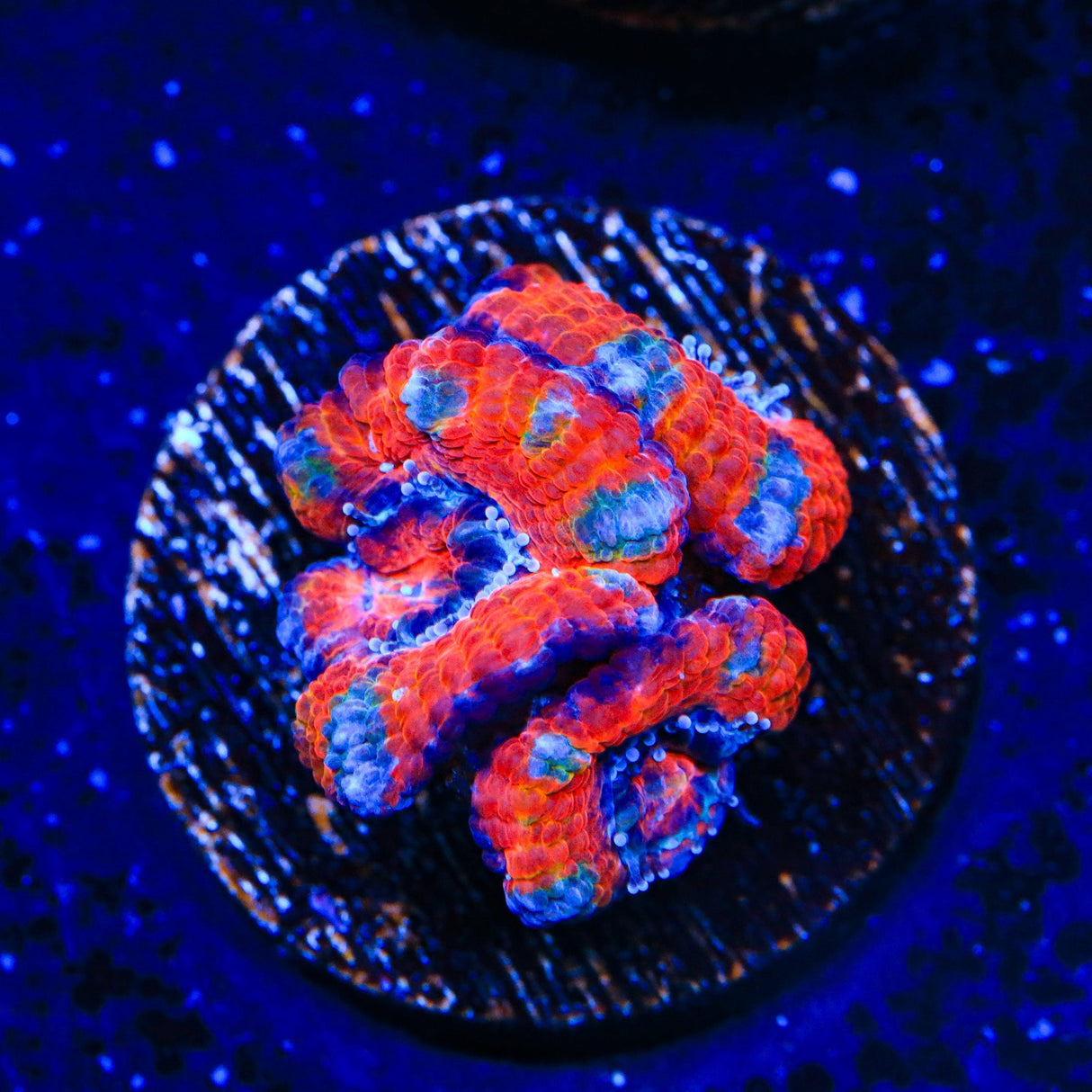 Ultra Acan Coral