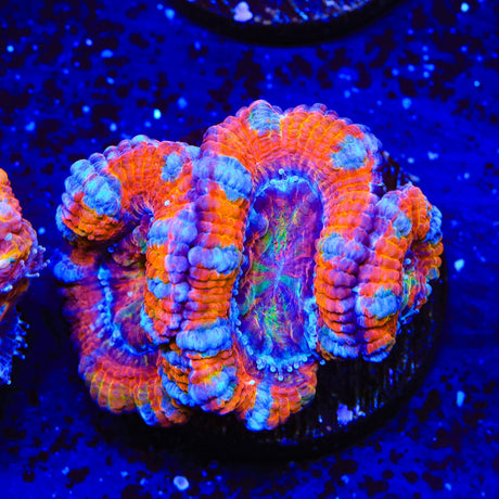 Ultra Acan Coral