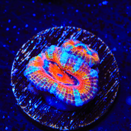 Ultra Acan Coral