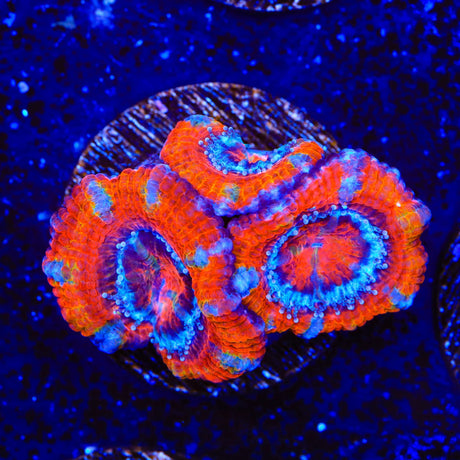 Ultra Acan Coral