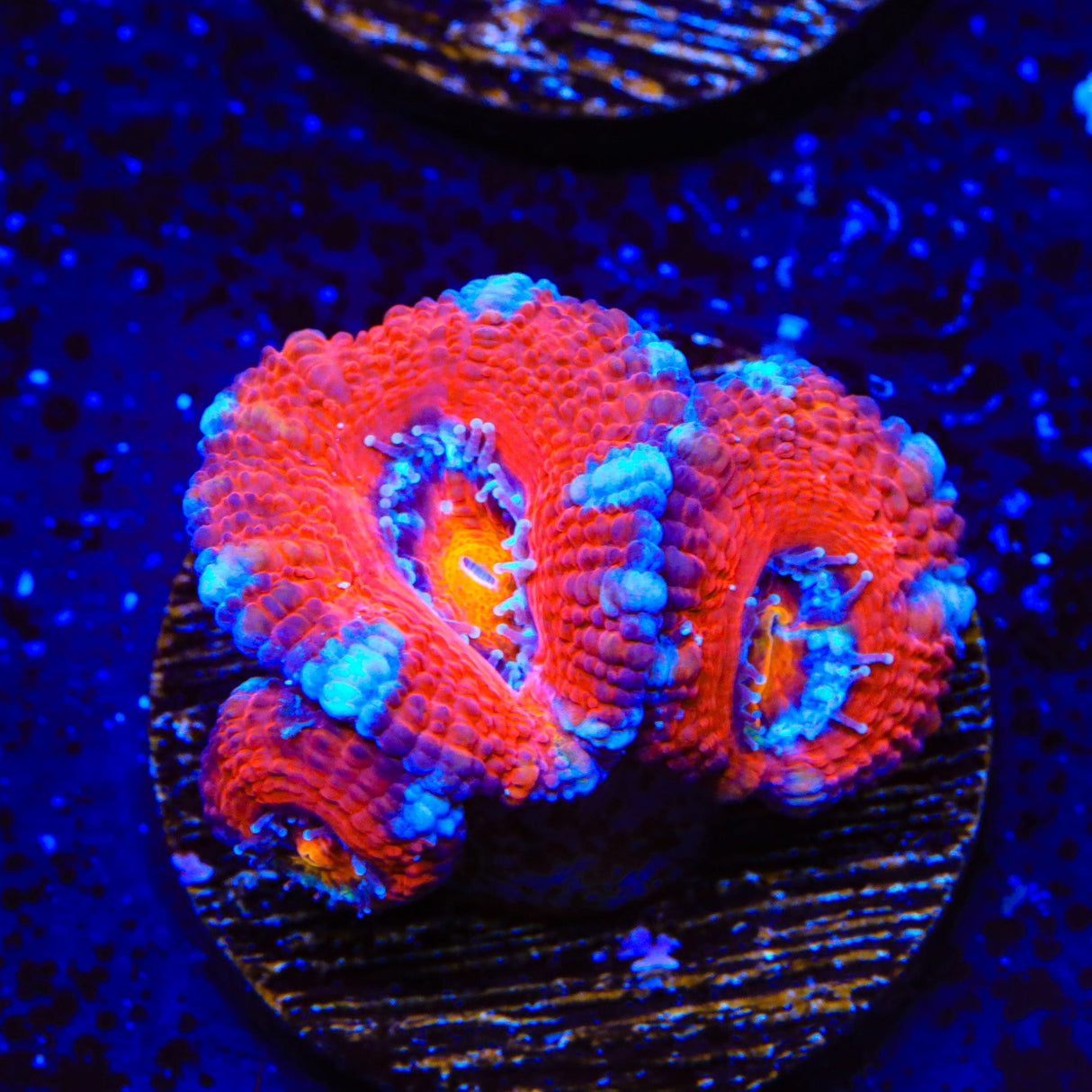 Ultra Acan Coral