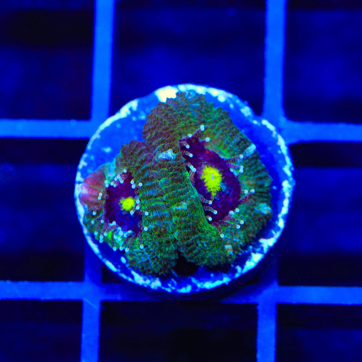 Ultra Acan Coral