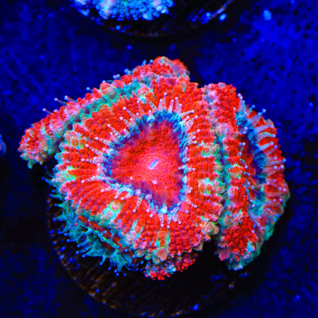 Ultra Acan Coral