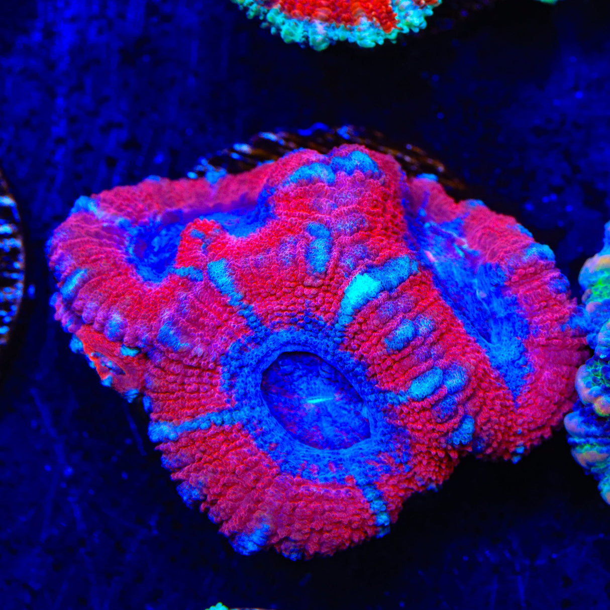 Ultra Acan Coral