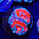 Ultra Acan Coral