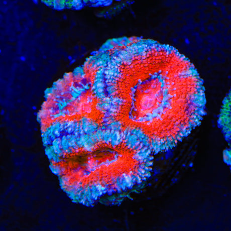 Ultra Acan Coral